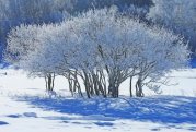 描写瑞雪初雪的散文欣赏：初雪，一个梦幻的