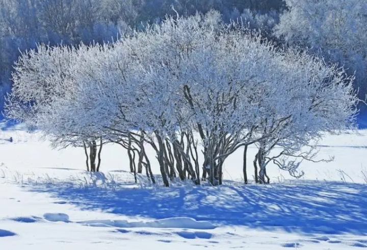 描写瑞雪初雪的散文欣赏