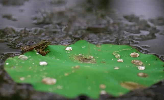 描写梅雨的散文欣赏