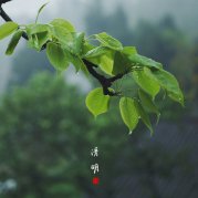 清明美文欣赏：清明雨，清明的诗